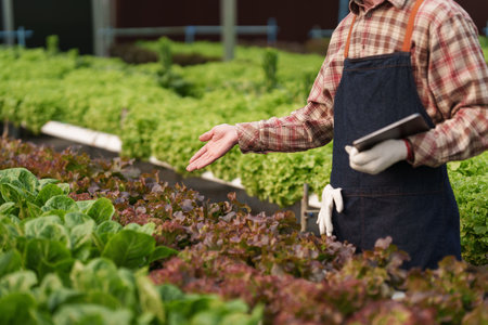 Businessperson or farmer checking hydroponic soilless vegetable in nursery farm. Business and organic hydroponic vegetable conceptの写真素材