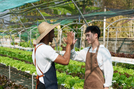 Businessperson or farmer checking hydroponic soilless vegetable in nursery farm. Business and organic hydroponic vegetable conceptの写真素材