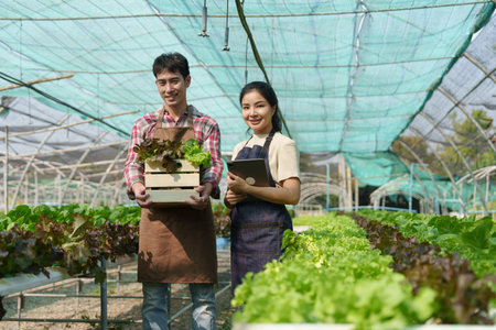 Businessperson or farmer checking hydroponic soilless vegetable in nursery farm. Business and organic hydroponic vegetable conceptの写真素材