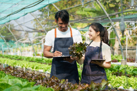 Businessperson or farmer checking hydroponic soilless vegetable in nursery farm. Business and organic hydroponic vegetable conceptの写真素材
