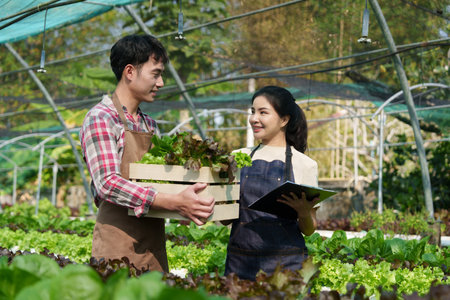Businessperson or farmer checking hydroponic soilless vegetable in nursery farm. Business and organic hydroponic vegetable conceptの写真素材