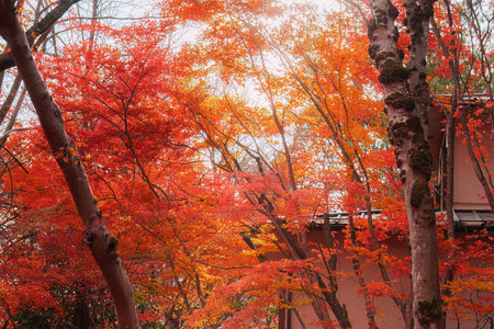 Colorful maple leaves and trees and deep autumn forest natural backgroundの写真素材
