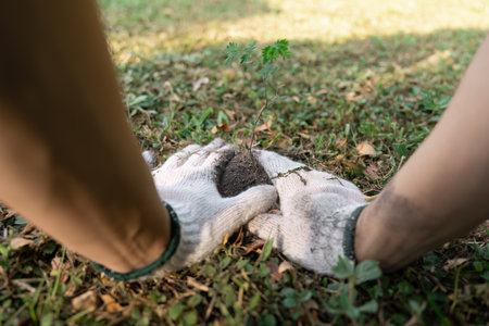 Hands Planting a Young Tree in Soil with Gloves, Symbolizing Volunteer Work and Environmental...