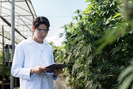 Scientist in White Lab Coat Conducting Research in Greenhouse with Cannabis Plants on a Sunny Dayの写真素材