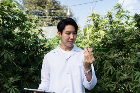 Young Scientist Examining Cannabis Plants in a Modern Greenhouse with Natural Sunlight and Advanced Agricultural Techniqueの写真素材