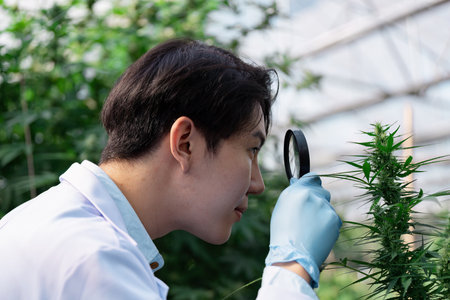 Asian male agricultural scientist closely examining cannabis plants with a magnifying glass in a greenhouse, focusing on research and detail.の写真素材