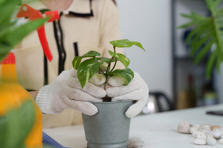 Indoor Gardening and Plant Maintenance. A dedicated gardener potting a new plant with love and care.の写真素材