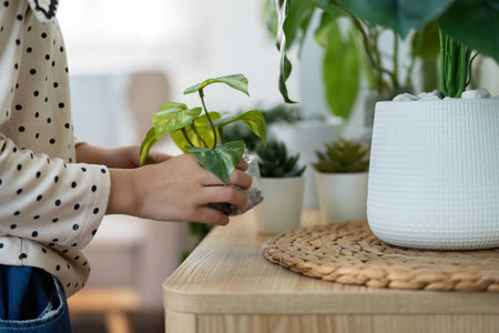 Plant Care and Nurturing Environment. A girl carefully places a plant next to vibrant greenery at home.の写真素材