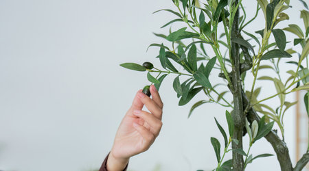 Nature Connection. Woman gently touching olive tree leaves.の写真素材