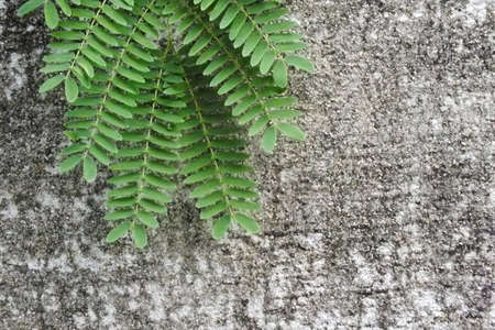 cement background