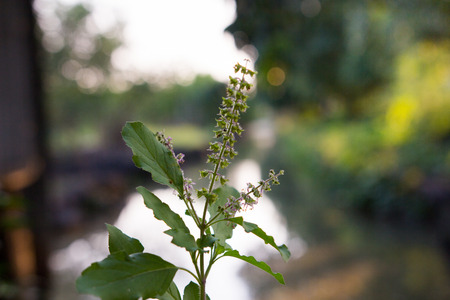 The holy basil or hot basil, Ocimum sanctumの写真素材