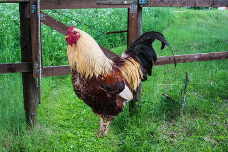 Beautiful cock against the backdrop of a village hedgeの写真素材