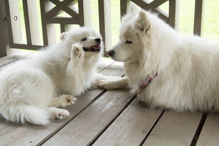 A Samoyed dog puppy plays with her motherの写真素材