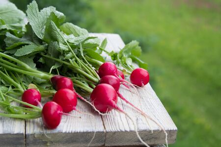 A bunch of washed radishes lies on a light wooden background