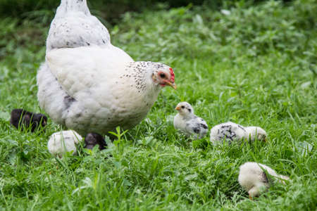 A white hen walks on the green grass with her Chicksの写真素材