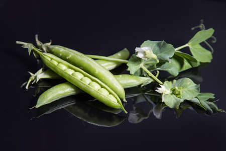 Green pea pods lie on a black background with a mirror image. Horizontal arrangementの写真素材