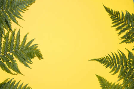 Fern leaves on a yellow background. Place for copy space
