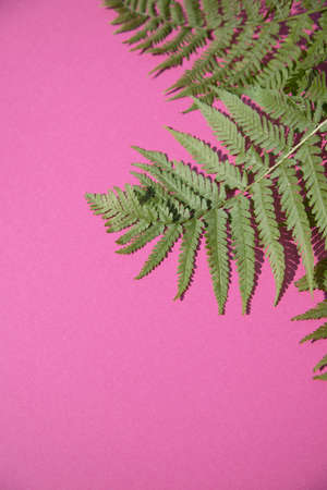 Natural fern leaves on a purple background. A place for the space mine. Vertical orientationの写真素材