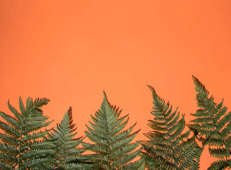 Fern leaves on an orange background below. A place for the space mine. Vertical orientationの写真素材