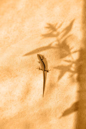The lizard sits on a fabric background with plant shadows. Tinted photo.The vertical orientationの写真素材