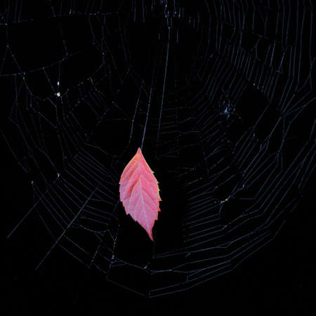 An autumn leaf hangs in a web. Signs of autumn. Macro.の写真素材