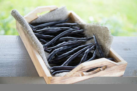 The bean pods are on a wooden tray. Horizontal orientationの写真素材
