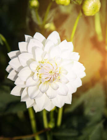 Botanical background of white Dahlia, sunlight, highlights.A place for a space mine.Vertical orientationの写真素材