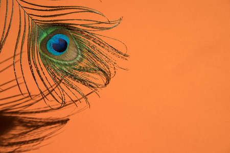 Multicolored peacock feather on an orange background with a Sunny shadow.A place for a space mine.Horizontal orientationの写真素材