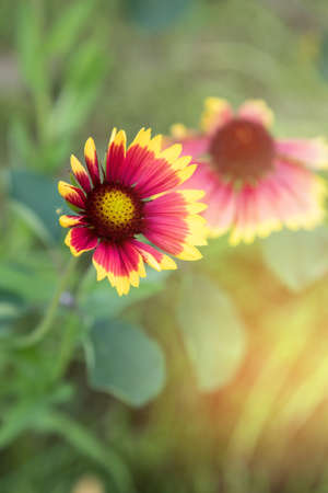 Botanical background of red and yellow, sunlight, highlights.A place for a space mine.Vertical orientationの写真素材