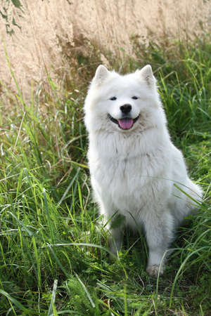 A beautiful white Samoyed dog sits contentedly on the background of autumn grass on a Sunny day. A place for a space mine. Vertical orientationの写真素材