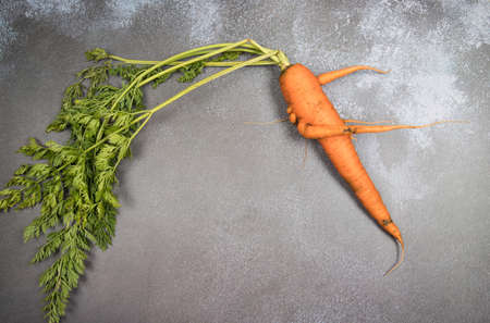 Deformed ugly carrot root crop with a bizarre shape with various appendages on a dark background. A place for a copy of space. Horizontal orientationの写真素材