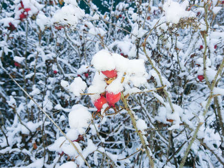Dog rose under the snow.Botanical background. Horizontal orientationの写真素材