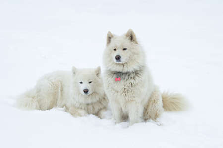 active dog Australian Shepherd running and playing in the snow on the natureの写真素材