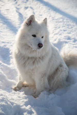 A white Samoyed dog sits on white snow.の写真素材