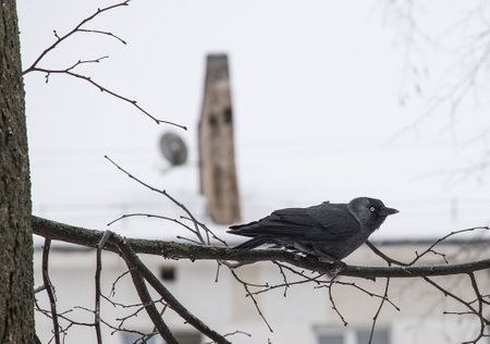 A Eurasian jackdaw sits on a branch in the city.の写真素材