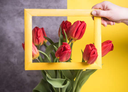 A woman's hand holds a yellow frame over tulips arranged on a Ultimate Gray-yellow background.の写真素材