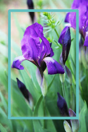 Frame with a blooming iris. Vertical locationの写真素材