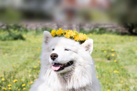 A cheerful Samoyed dog wearing a dandelion wreath.の写真素材