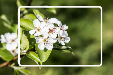 White frame for text on the background of a blooming apple tree branch. Copy space