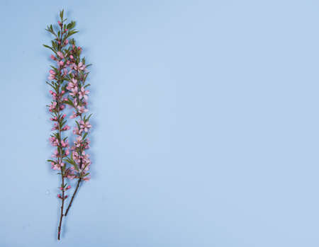 Branches of flowering bushes are pink on a blue background.の写真素材