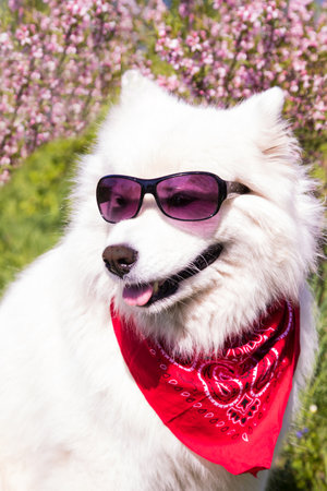 Fluffy white Samoyed dog with glasses on the background of a flowering bush.Vertical orientationの写真素材