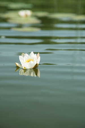 Vertical image of a blooming yellow water lily on a lake. The background image.Nature and national...