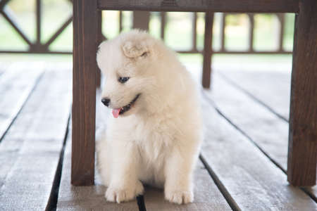 A small cheerful Samoyed puppy is sitting on a wooden veranda and smiling. Summer portrait of a puppyの写真素材