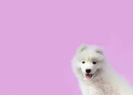Portrait of a Samoyed puppy on a pink background.の写真素材