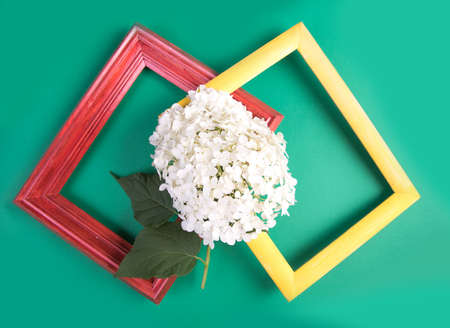 Two wooden colored frames with a branch of white hydrangea on a colored paper background of green color.の写真素材