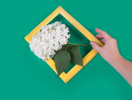 A womans hand holds a yellow wooden frame with a hydrangea branch.の写真素材