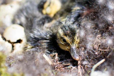 wild mallard duck, mallard duck nest, birth of chicks, hatching of ducklings, duck family, little...