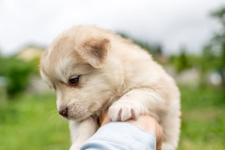 Beautiful fluffy little puppy, cute cub, small dog, doggy, white fluffy puppyの写真素材