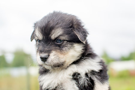 Beautiful adorable little puppy, cute baby dog, small dog, doggy, fluffy puppy,