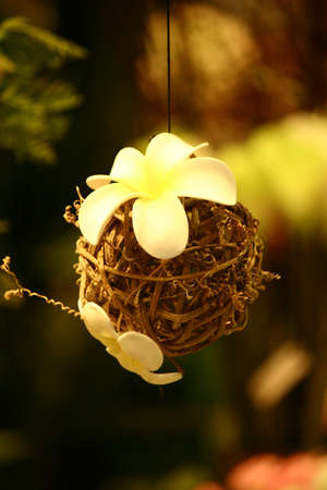 flowerの写真素材